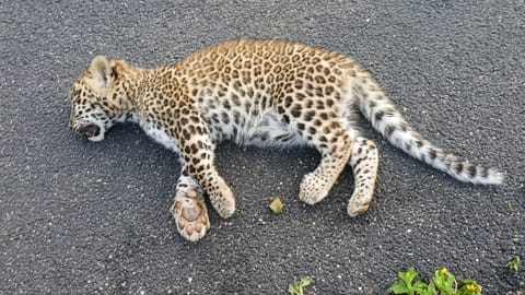 Leopard cub that drowned
