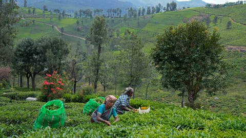 New study flags erosion threat in The Nilgiris