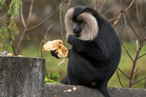 lion-tailed macaque