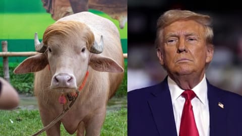 Bangladesh saves 'Donald Trump' from Eid sacrifice