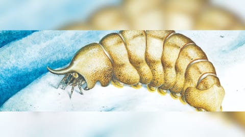 Species