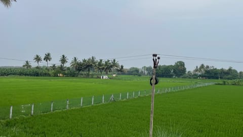 Kuruvai cultivation under way at Anthanallur in Tiruchy 