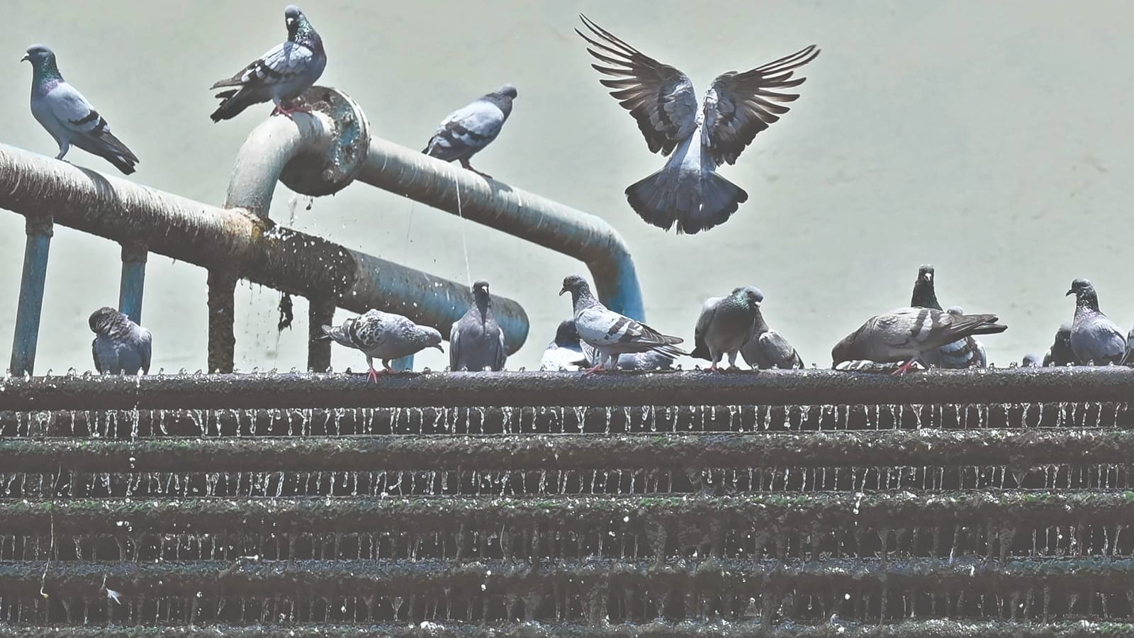 Pigeons may be navigating with their liver, says study