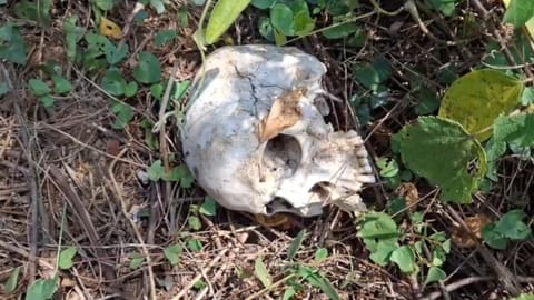 Human skeleton in Chengalpattu village