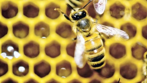 Honey bee in a hive