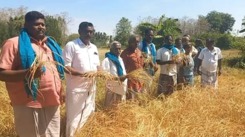 Farmers show dried kuruvai crops at T-Pazhur in Ariyalur