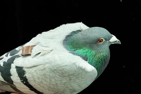Pigeon