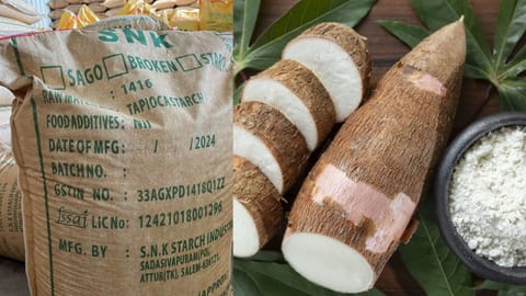 Tamil Nadu: Tapioca growers blame mill owners syndicate for low procurement price