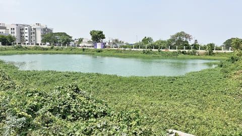 The Pura pond in Puzhal covered with vegetation