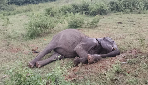Female elephant found dead in Erode
