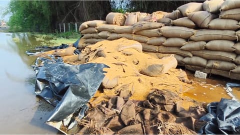 Damaged paddy stocks at Patteeswaram open-air godown in Kumbakonam on Saturday