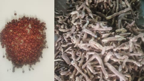 The crop sustains the livelihoods of over 5,000 farmers and is prized for its seeds, which serve as a key raw material for the pharmaceutical industry and command strong export demand