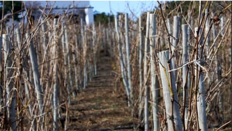 Labour of love: How lockdown boredom seeded an award-winning vineyard