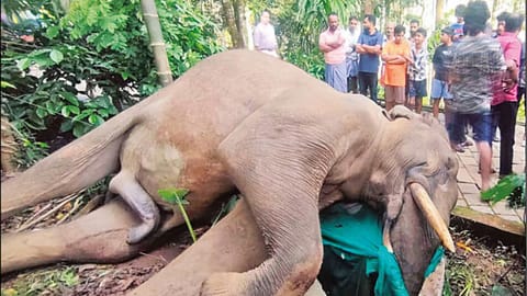 Forest Department officials said the exact cause of death would be confirmed only after the post-mortem examination.
