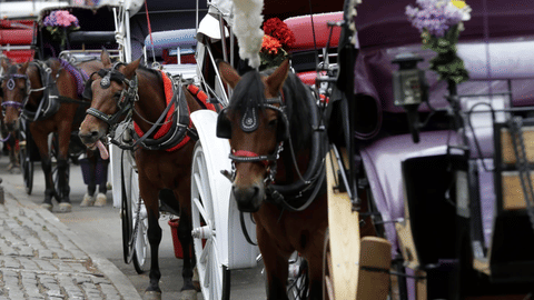 Horses and carriages wait for customers near Central Park in New York