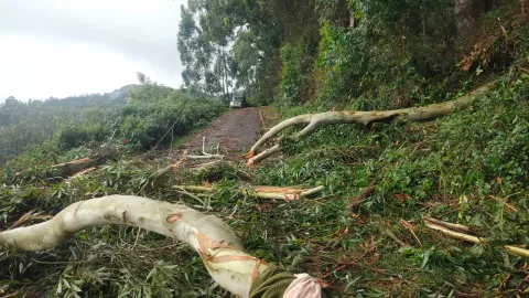 The uprooted trees in Kookal, Kodaikanal on Thursday