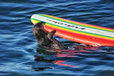 Sea otter