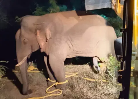 The wild jumbo was sedated and captured