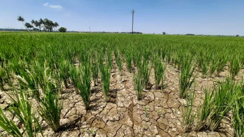 View of parched land seen in Nagapattinam