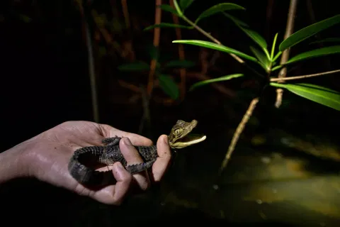 caimans