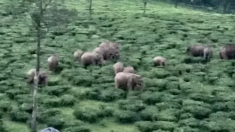 Representative image of wild elephants