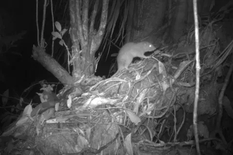 Back from the dead: Rare giant rat photographed alive for first time