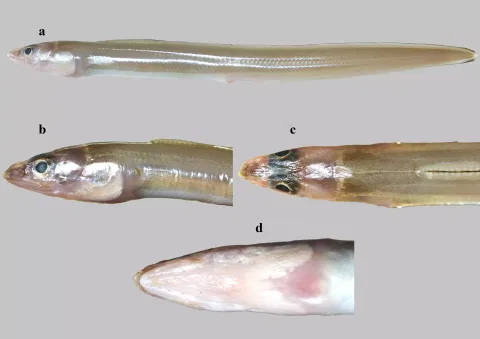 Ariosoma Kannani species found in Gulf of Mannar