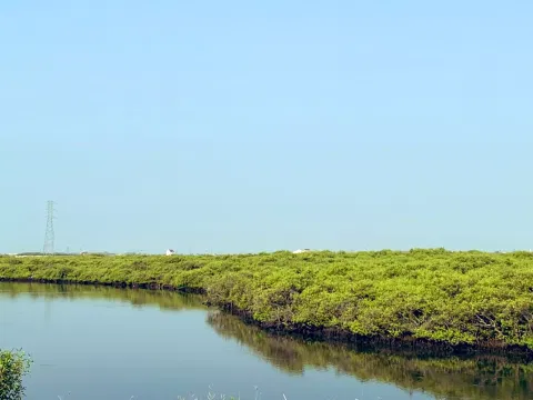 Mangrove forests at the Gulf of Mannar near Thoothukudi (file photo)
