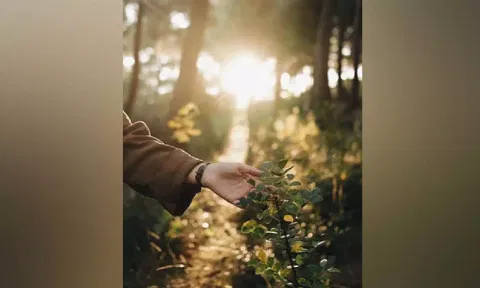 Study finds that plants can detect touch