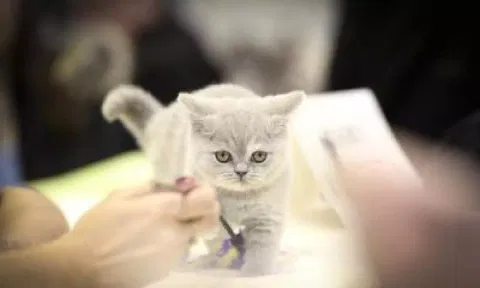 Cats can transmit Covid-19, reveals study