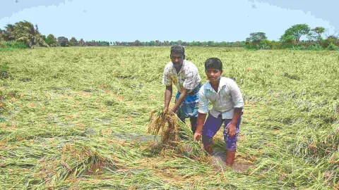 Farmers show the submerged crop in Thanjavur on Tuesday