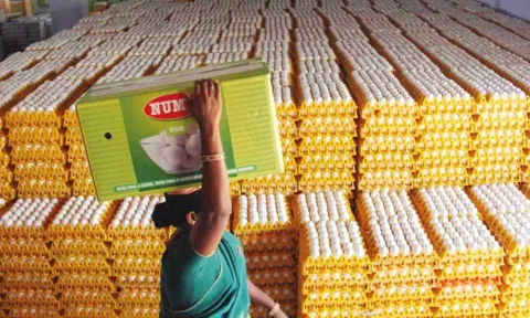 Eggs being stocked for marketing

