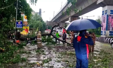 GCC officials engaged in removing a fallen tree in Ekkaduthangal, Chennai (Twitter: @chennaicorp)