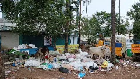 Solid waste near Chitlapakkam Lake