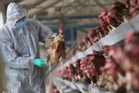 South Korea detects H5N1 bird flu in two cats at shelter