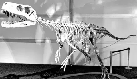 Fossil of dinosaur
