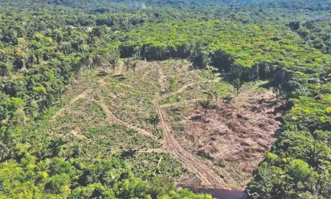 Amazon rainforest