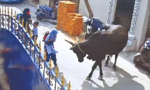 Video grab of 9-year-old Ayesha being attacked by the cow.