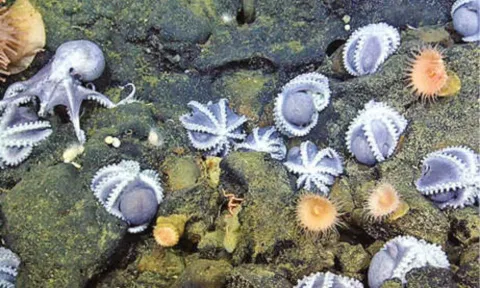 Octopus Garden&nbsp;