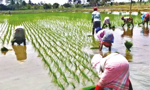 West Bengal migrants working in fields at Nemili (file photo)