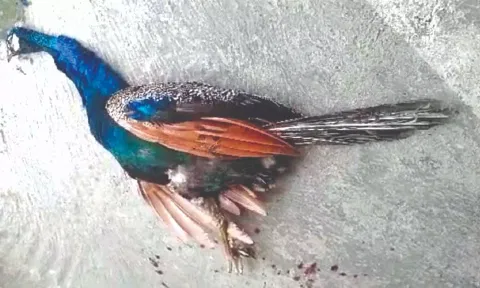 Peahen found dead on platform  at Arakkonam railway station