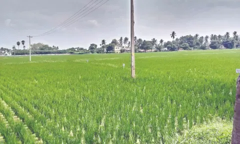 Paddy production likely to take a hit in the Delta region due to water scarcity