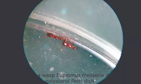 Eupelmus messene is an eensy arthropod that bores into hardened plant growths, called galls. It has to work harder to break through polystyrene than through a plant gall.