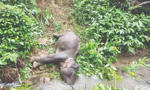 The wild elephant found dead at Injikadu&nbsp;