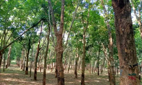 A rubber plantation at Keeriparai in Kanniyakumari district