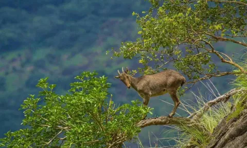 Nilgiri Tahr (File)