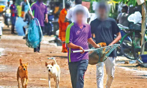 Dogs Catchers