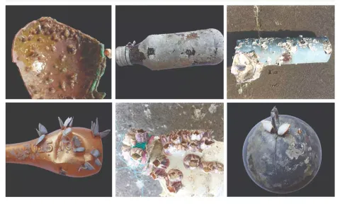Samples collected from TN and Pondy coasts with alien species.