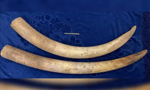 Seized elephant tusks