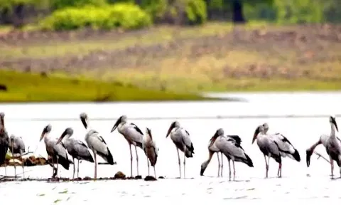 Vedanthangal bird sanctuary